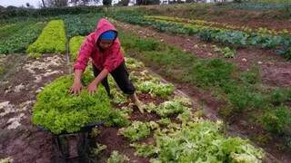 Mulher colhe alface em horta da agricultura familiar (Foto: Divulgação/Agraer)