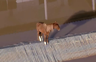 Caramelo ilhado durante enchentes no Rio Grande do Sul (Foto: Reprodução)