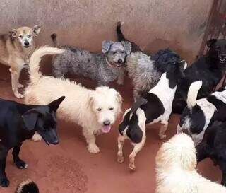 Cachorros acolhidos em um abrigo (Foto: Reprodução)