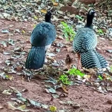 Casal de mutum &eacute; flagrado passeando com filhote no Horto Florestal