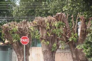 Troncos de árvores com poda radical no Jardim Paulista. (Foto: Marcos Maluf)