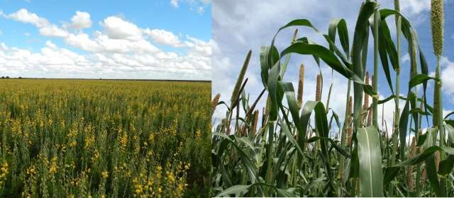 Embrapa recomenda cultivo de cobertura do solo para reduzir perdas com queimadas