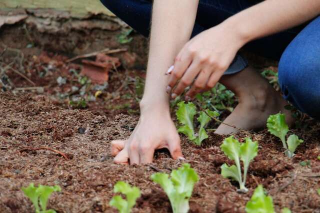 Horta bem cuidada em escola motiva meninada a comer salada fresca