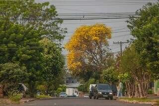 Vila Nasser lidera no quesito arborização entre os bairros da Capital. (Foto: Marcos Maluf)