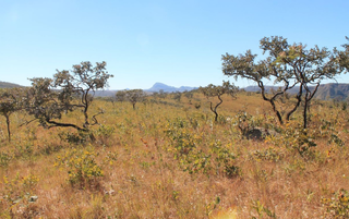 O Cerrado é um dos cinco grandes biomas do Brasil (Foto: divulgação / Imasul)