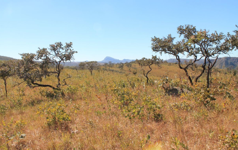 Só em MS, desmatamento do Cerrado emitiu 3 milhões de toneladas de CO2