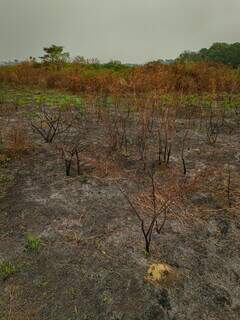 Na terra indígena, extensão da área queimada (Foto: Silas Ismael/WWF-Brasil)