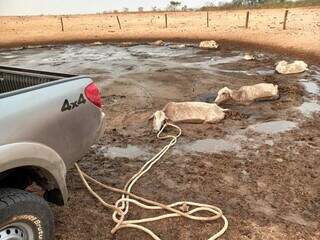 Fazendeiro retirando gado atolado na região do Pantanal. (Foto: Direto das Ruas)