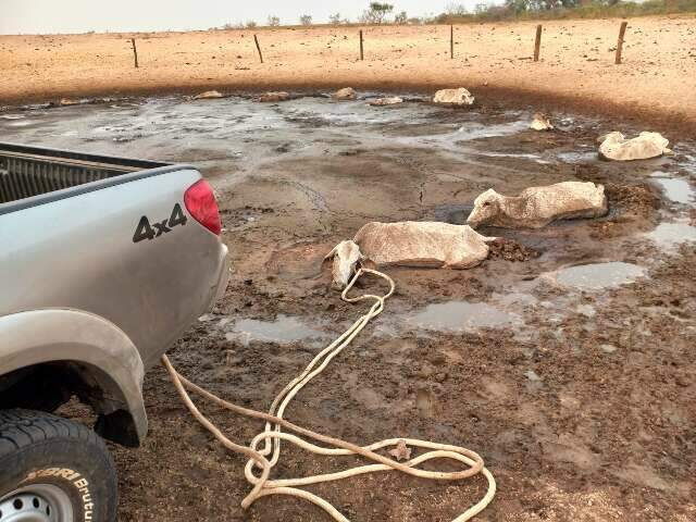 Com seca hist&oacute;rica, bois morrem atolados &agrave; procura de &aacute;gua no Pantanal