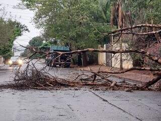 Árvore, aparentemente seca, caída em rua do bairro Nossa Senhora das Graças. (Foto: Direto das Ruas/Jairton Bezerra da Costa)