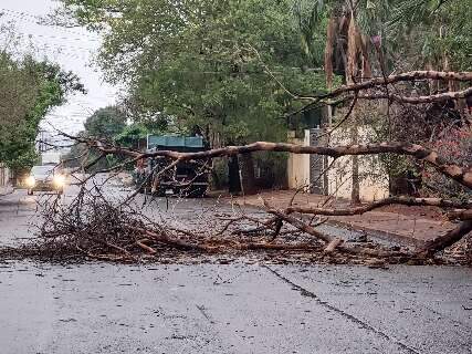 Ventos de quase 70 km/h derrubam árvores de norte a sul em Campo Grande