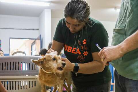 Vacina polivalente terá 8 mil doses gratuitas distribuídas para cães da Capital