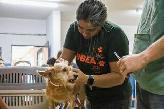 Bravo, cachorrinho é atendido em consultório itinerante da prefeitura (Foto: Henrique Kawaminami/Arquivo)