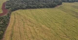 Vista aérea de fazenda vistoriada pelo Ibama em Mato Grosso do Sul (Foto: Divulgação/Ibama)