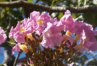 Bonito &eacute;, mas Ip&ecirc;-rosa importado amea&ccedil;a sa&uacute;de dos &ldquo;colegas&rdquo; nativos do Cerrado 