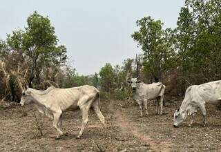 Magro, gado perambula pelo Pantanal em busca de pasto e água. (Foto: Daniel Comiran Dallasta)