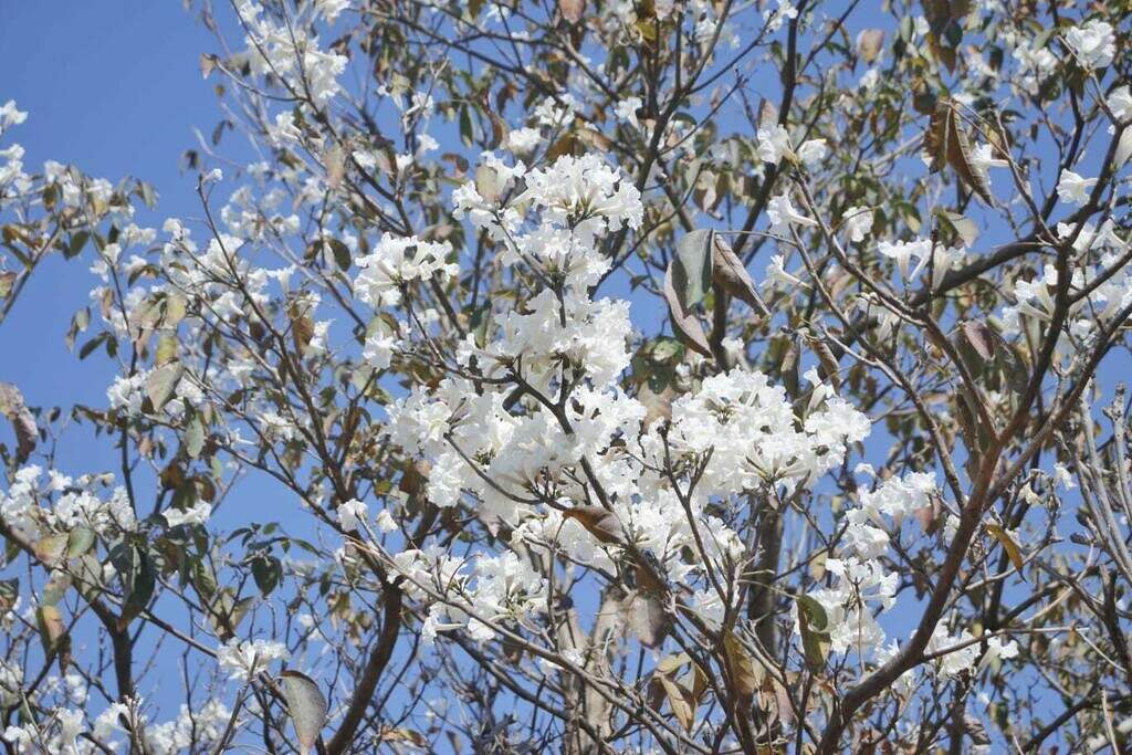 Ipe Rosa Cerrado Bonito é, mas Ipê-rosa importado ameaça saúde dos “colegas” nativos do ...