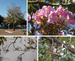 Fotos mostra árvore, flores e doença na Tabebuia rosea, ipê que não é nativo. (Foto: Reprodução)