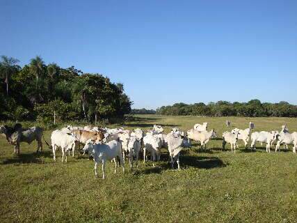 Fogo e seca no Pantanal podem reduzir oferta de bezerros em 2025