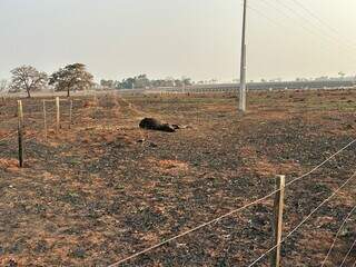 Imagens mostram boi morto ap&oacute;s inc&ecirc;ndio em &aacute;rea rural de Aparecida do Taboado 