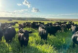 Rebanho classificaco como novilho precoce criado a pasto em propriedade rural de MS. (Foto: Divulgação)