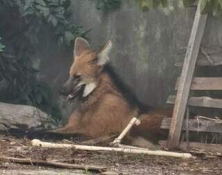 Lobo-guará após ser resgatado pela PMA em Jardim (Foto: PMA)