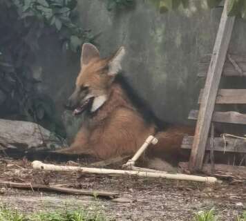 Lobo-guar&aacute; d&aacute; &quot;rol&ecirc;&quot; por hospital e com&eacute;rcio em Jardim