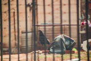 Galo encontrado em imóvel nesta manhã. (Foto: Marcos Maluf)