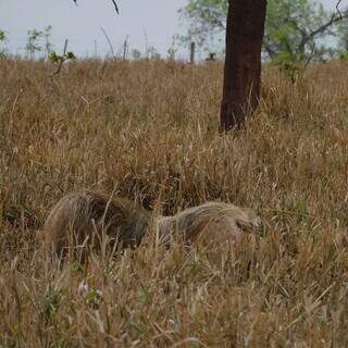 Em meio à paisagem seca, Alvinho quase desaparece (Foto: Alessandra Bertassoni)