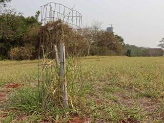 Cerca instalada para proteger a muda de guavira, no Parque das Nações Indígenas (Foto: Osmar Veiga)