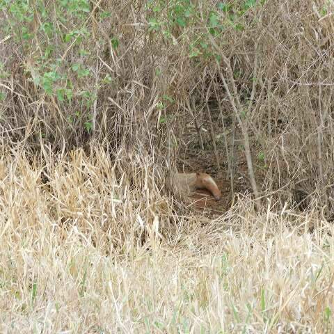 Rar&iacute;ssimo, animal albino se camufla na paisagem seca 