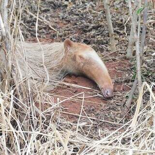 De olhinhos fechados, Alvinho dorme tranquilamente de forma camuflada com a paisagem (Foto: Alessandra Bertassoni)