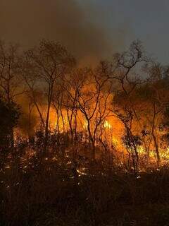 Área florestal ardeu em chamas no início deste mês, em Porto Murtinho (Foto: Divulgação/Corpo de Bombeiros)