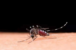 O mosquito Aedes aegypti, vetor responsável pela transmissão da dengue em humanos. (Foto: Arquivo/Campo Grande News)