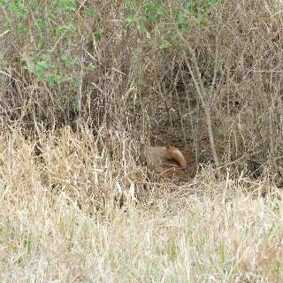 Raríssimo, animal albino se camufla na paisagem seca 