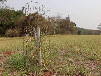 Mudas secam e pomar de guavira não vinga no Parque das Nações Indígenas