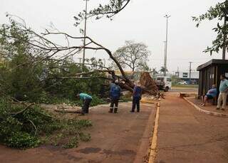 Árvore caída na Avenida Manoel da Costa Lima (Foto: Osmar Veiga)