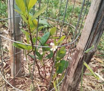 Mudas adaptadas são a esperança para guaviras do Parque das Nações Indígenas