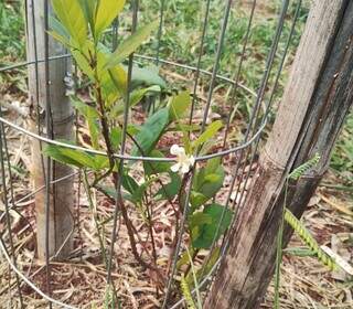 Guavira plantada no Parque das Nações Indígenas e sua primeira flor (Foto: Reprodução)