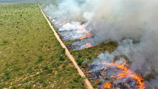 Fogo avança sobre área de pastagens causando prejuízos para a pecuária. (Foto: Arquivo/Semadesc)