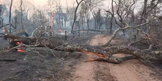 Mata boliviana incendiada este ano (Foto: Divulgação/Ligabom/Corpo de Bombeiros)