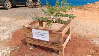 Uma das 24 mudas plantadas pelos alunos da Escola Municipal Doutor Tertuliano Meirelles (Foto: Izabela Cavalcanti)