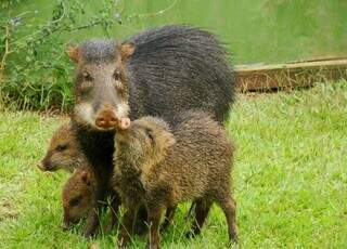 Mãe com os filhotes em imagem da ONG Eco. (Foto: Divulgação)