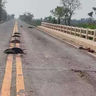 Em risco de extinção, família com dez queixadas é atropelada e morta em rodovia