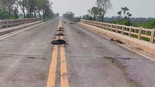 Animais sobre ponte na BR-262 (Foto: Instituto Homem Pantaneiro)