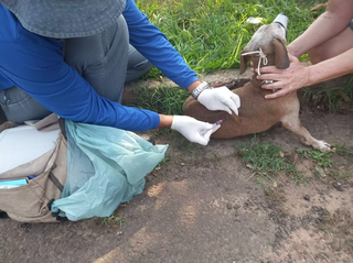 Cachorro sendo imunizado por agente de saúde contra a raiva (Foto: Divulgação) 