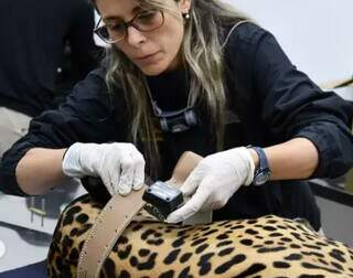 Colar para monitoramento da onça-pintada MIranda no Pantanal (Foto: Onçafari)