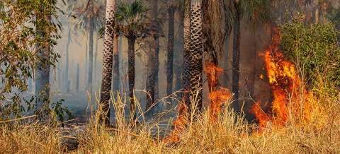 Responsável por incêndio no Pantanal, Rumo já foi multada em R$ 64,5 milhões 