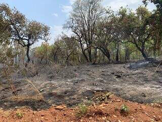 Terreno após incêndio na região do Bairro Universitário nessa segunda-feiraa (30) (Foto: Direto das Ruas)