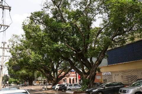 Carbono zero até 2032 e queda de 4ºC em 8 anos estão em planos de candidatos